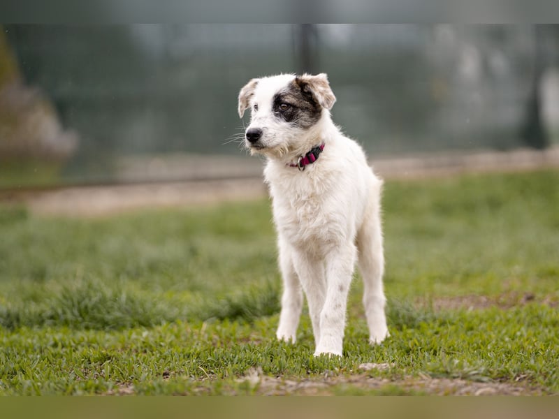 Kleine Milly sucht erfahrene Menschen