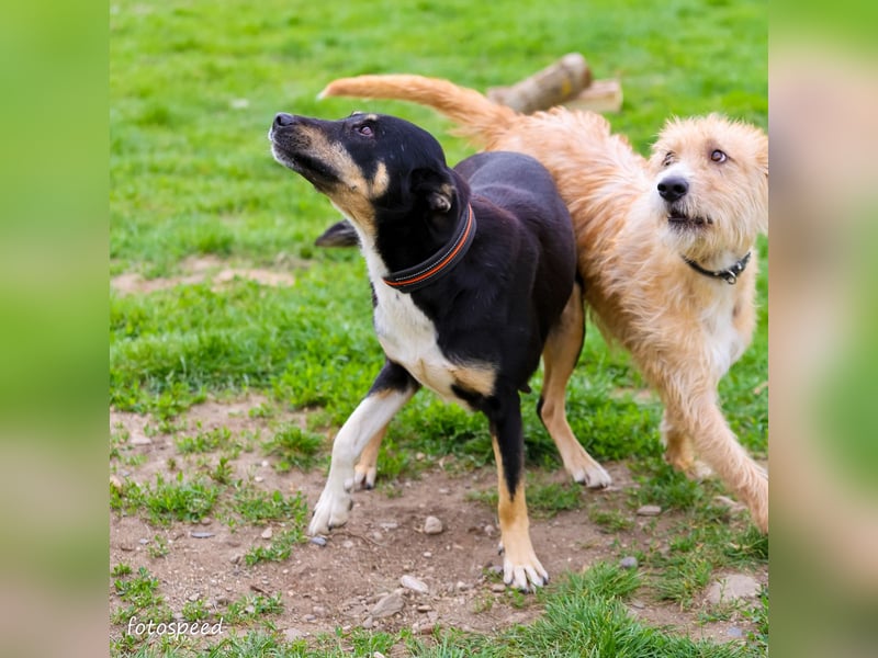 Ruhige Sadie sucht ihre Menschen
