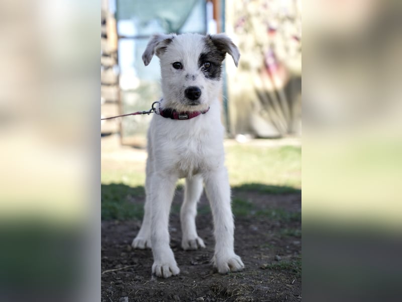 Kleine Milly sucht erfahrene Menschen