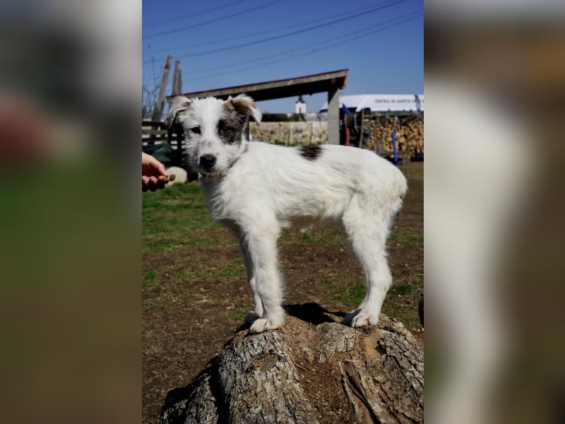 Kleine Milly sucht erfahrene Menschen
