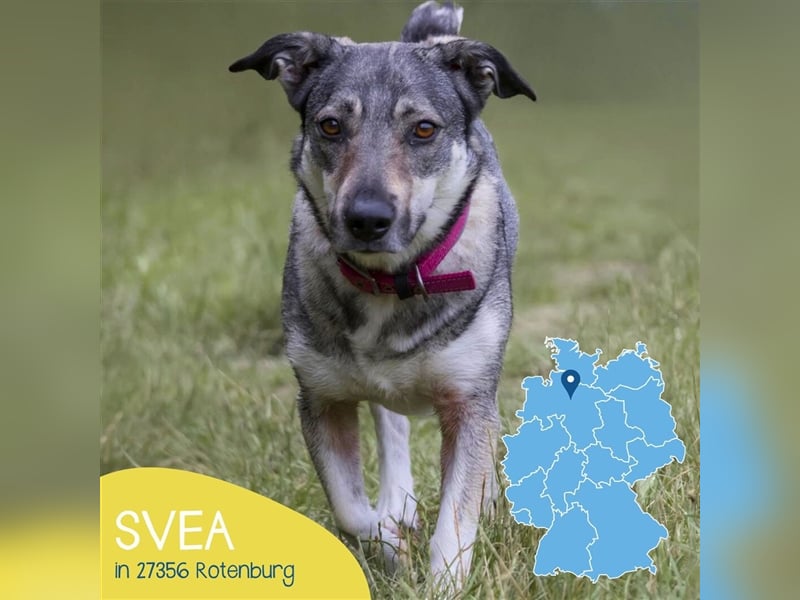 Kleine Svea sucht neues Zuhause