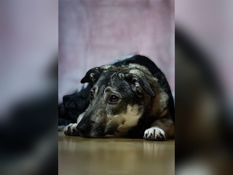 Kleine Svea sucht neues Zuhause