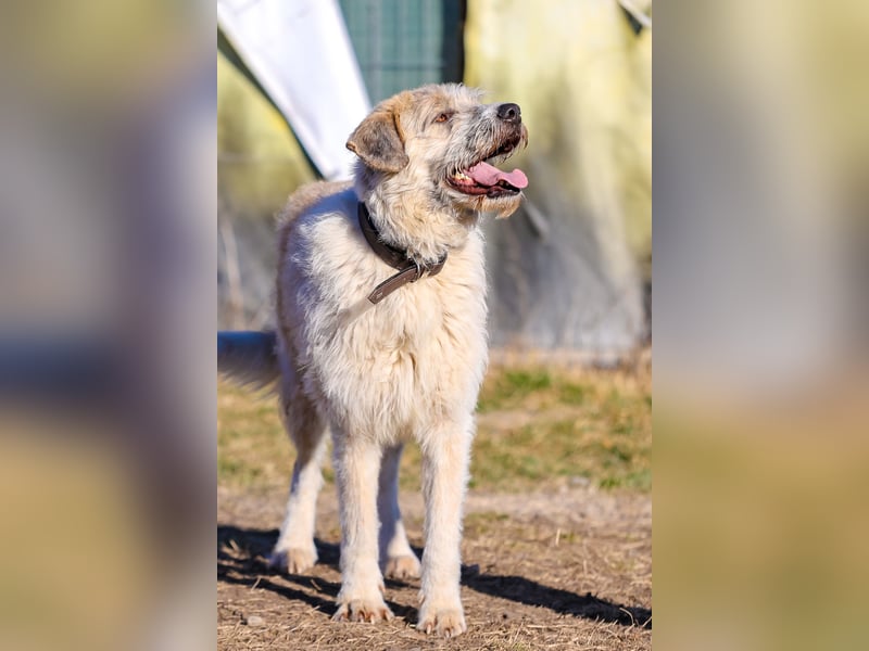 Freundliche Daisy sucht ihr Zuhause