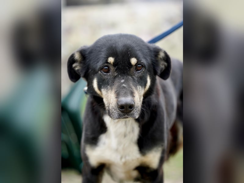 Ruhige Sadie sucht ihre Menschen