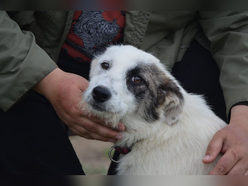 Kleine Milly sucht erfahrene Menschen