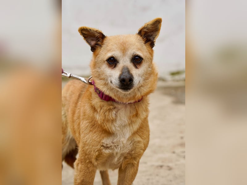 Unkomplizierte Ellie sucht ihr Zuhause