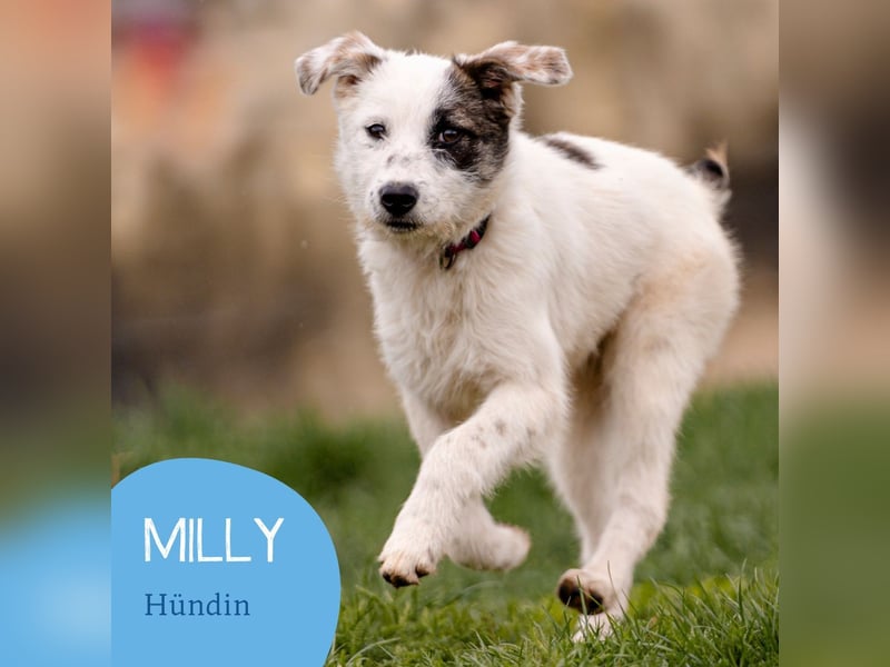 Kleine Milly sucht erfahrene Menschen