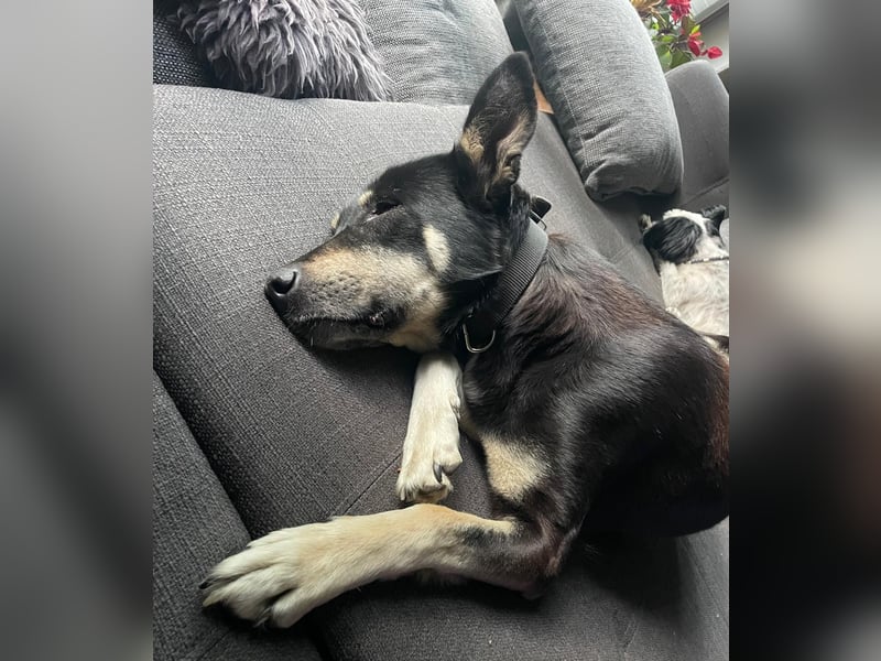Ruhige Sadie sucht ihre Menschen