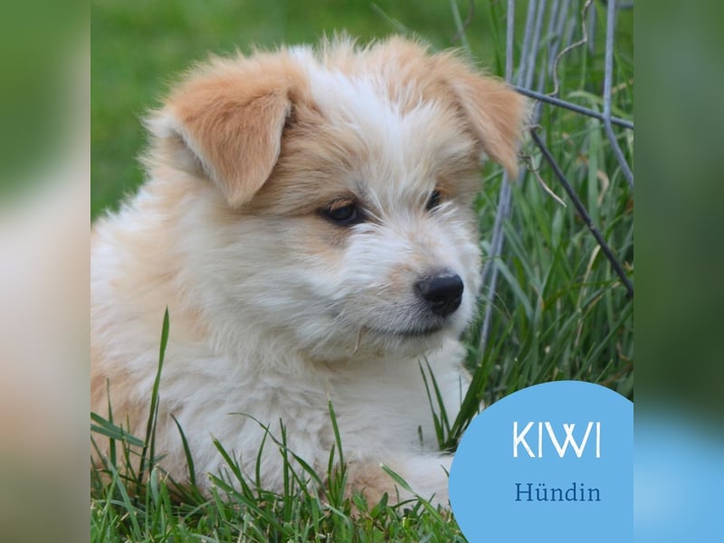 Kleine Kiwi sucht ihr Zuhause