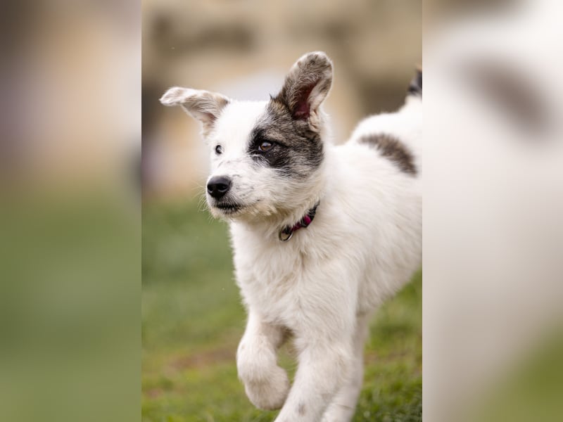 Kleine Milly sucht erfahrene Menschen