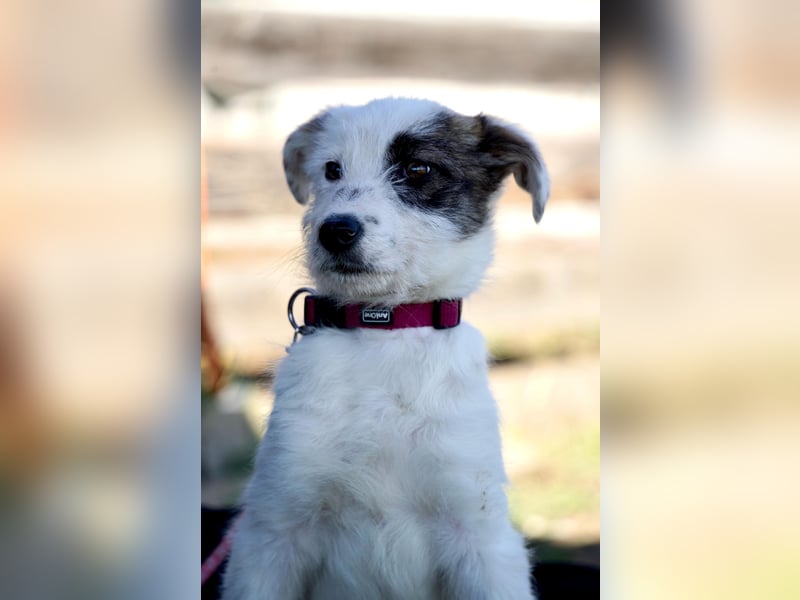Kleine Milly sucht erfahrene Menschen