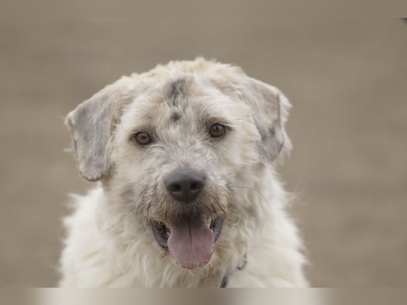 Freundliche Daisy sucht ihr Zuhause