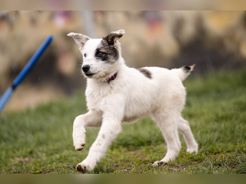 Kleine Milly sucht erfahrene Menschen