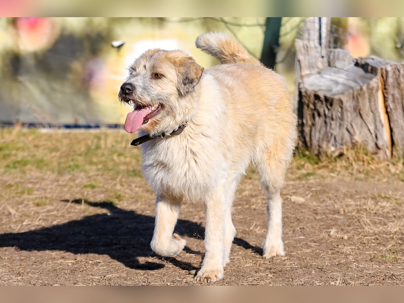 Freundliche Daisy sucht ihr Zuhause