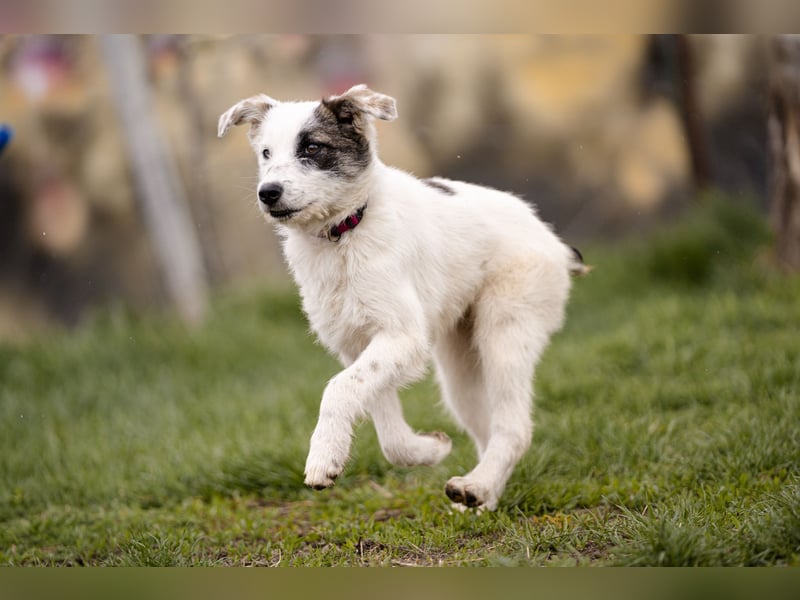 Kleine Milly sucht erfahrene Menschen
