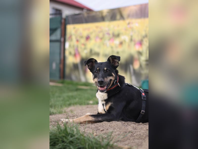 Ruhige Sadie sucht ihre Menschen