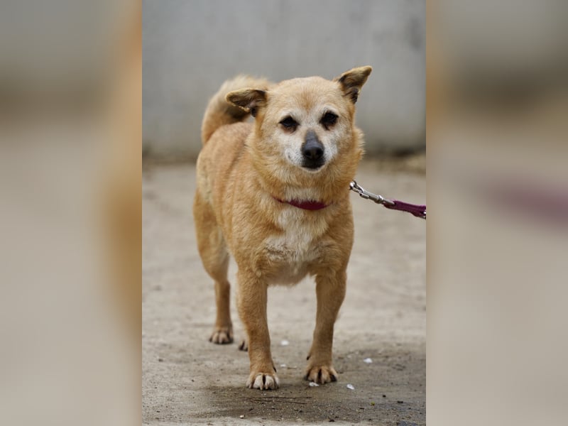 Unkomplizierte Ellie sucht ihr Zuhause