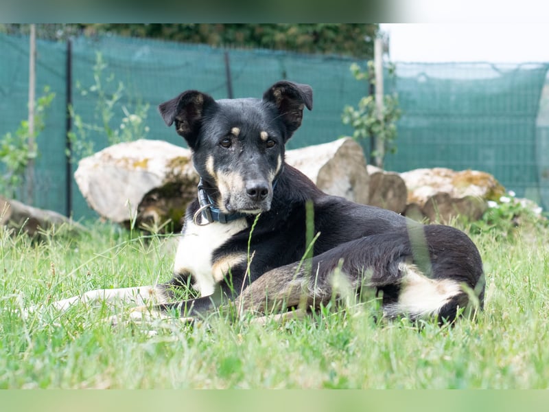 Ruhige Sadie sucht ihre Menschen
