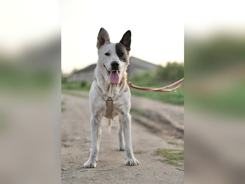 Souveräne Luna sucht ihre Familie