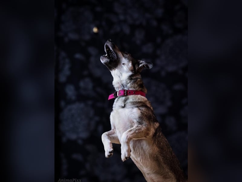 Kleine Svea sucht neues Zuhause