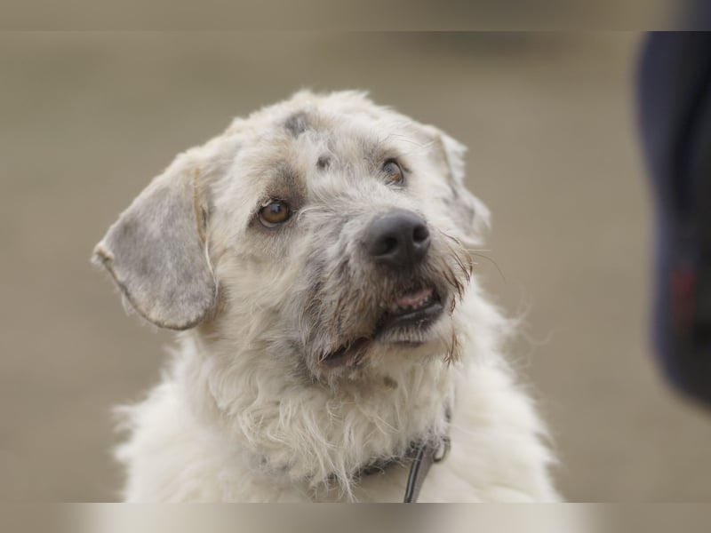 Freundliche Daisy sucht ihr Zuhause