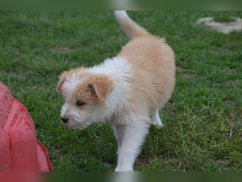 Kleine Kiwi sucht ihr Zuhause