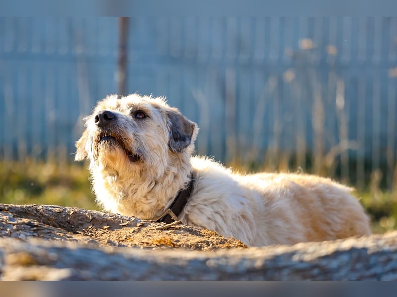 Freundliche Daisy sucht ihr Zuhause