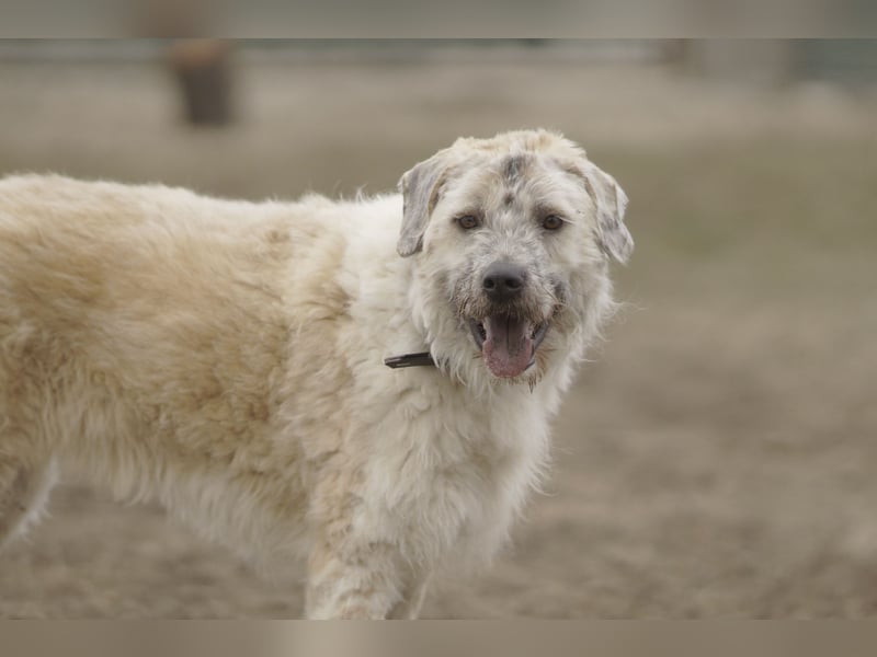 Freundliche Daisy sucht ihr Zuhause