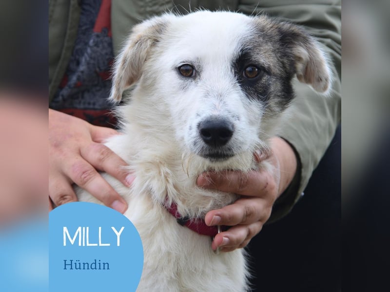 Kleine Milly sucht erfahrene Menschen