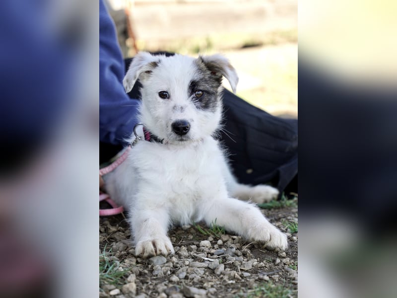 Kleine Milly sucht erfahrene Menschen