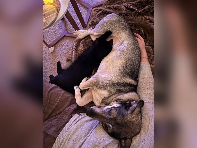 Kleine Svea sucht neues Zuhause