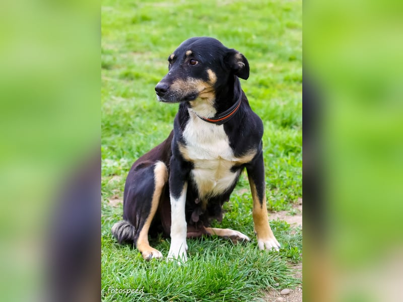 Ruhige Sadie sucht ihre Menschen