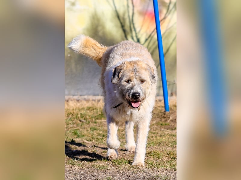 Freundliche Daisy sucht ihr Zuhause