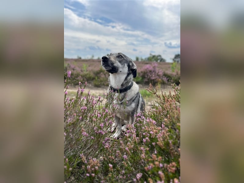 Kleine Svea sucht neues Zuhause
