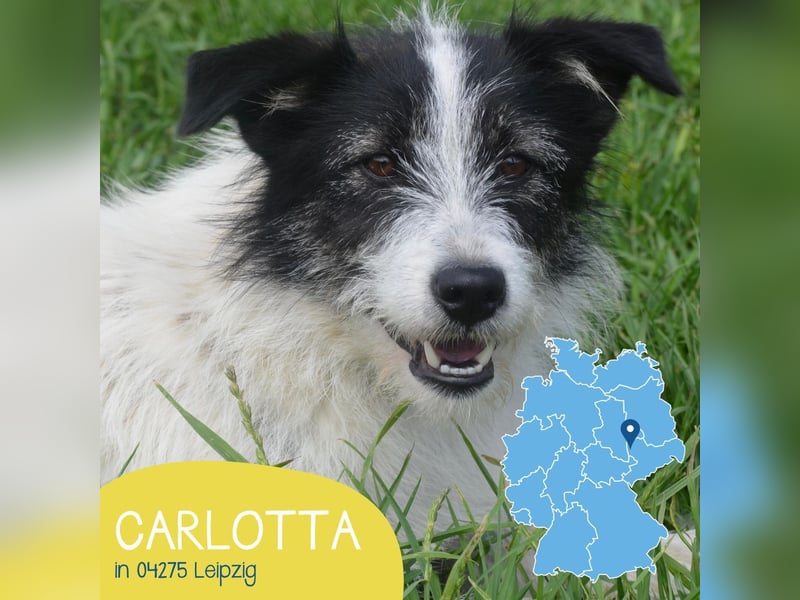 Unkomplizierte Carlotta sucht ihr Zuhause