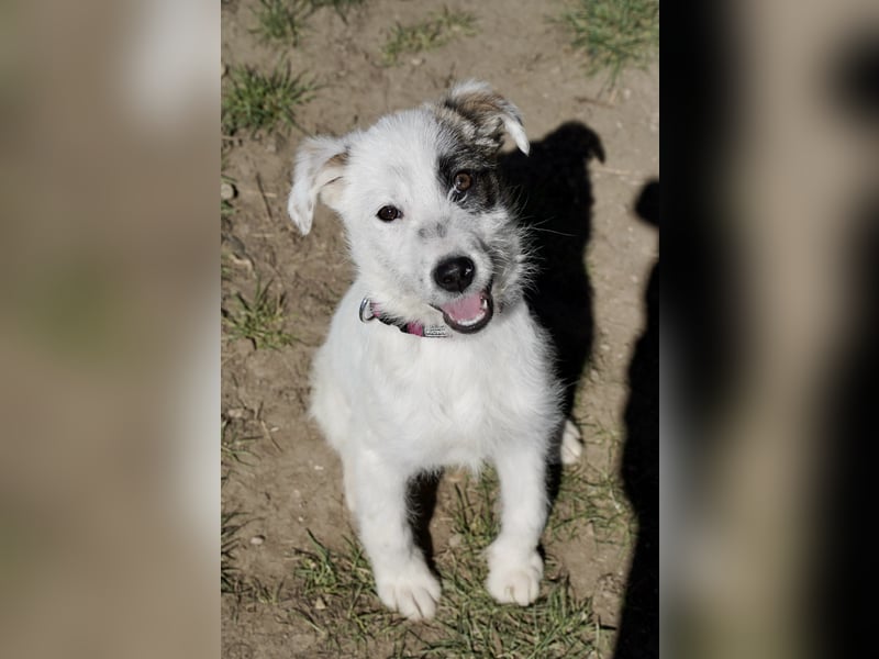 Kleine Milly sucht erfahrene Menschen