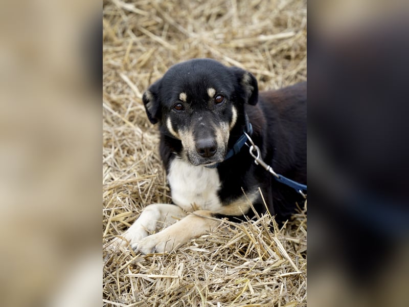Ruhige Sadie sucht ihre Menschen