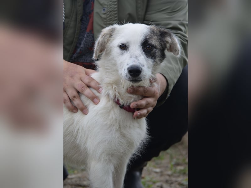 Kleine Milly sucht erfahrene Menschen
