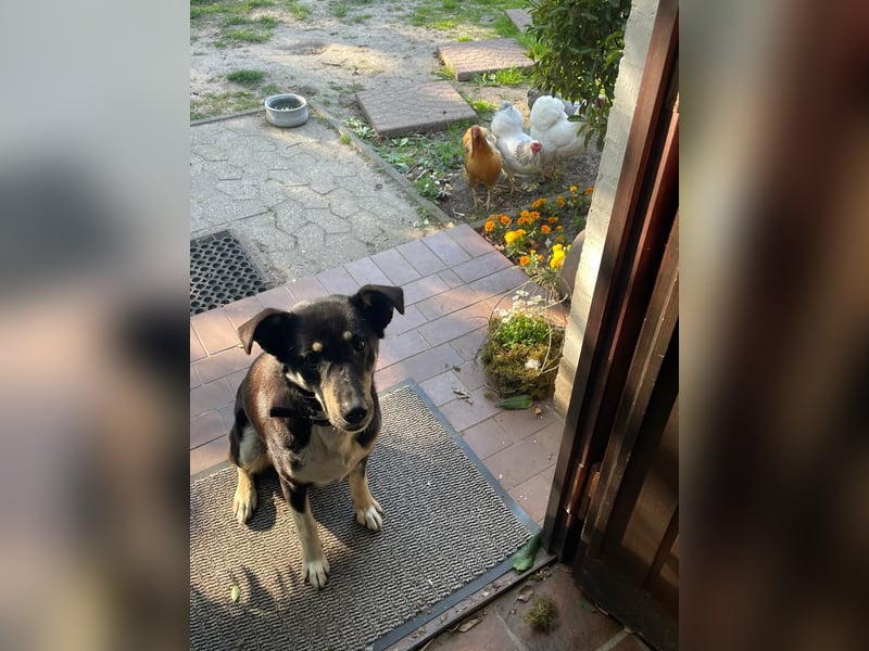 Ruhige Sadie sucht ihre Menschen