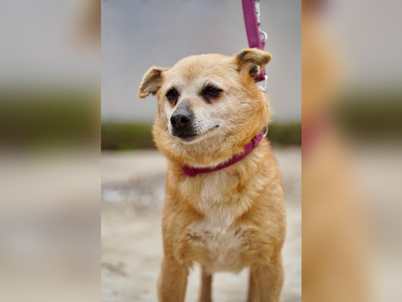 Unkomplizierte Ellie sucht ihr Zuhause
