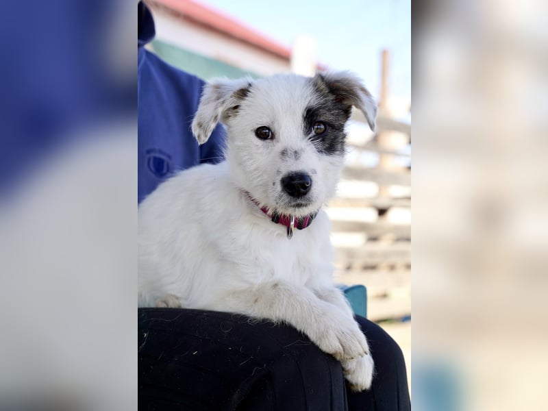 Kleine Milly sucht erfahrene Menschen