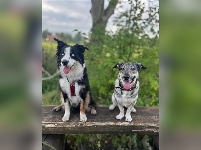 Kleine Svea sucht neues Zuhause