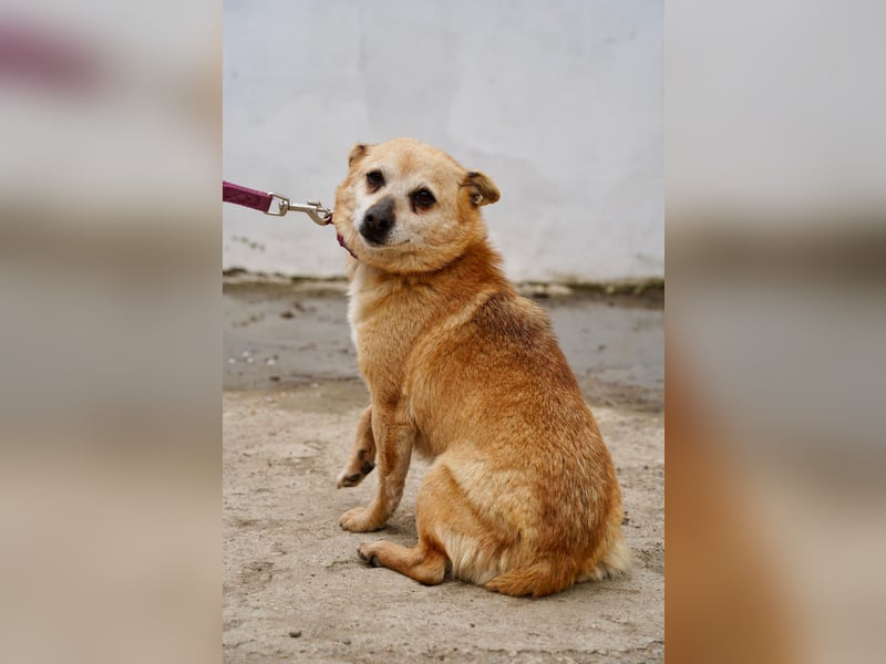Unkomplizierte Ellie sucht ihr Zuhause