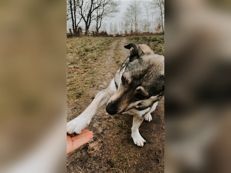 Kleine Svea sucht neues Zuhause