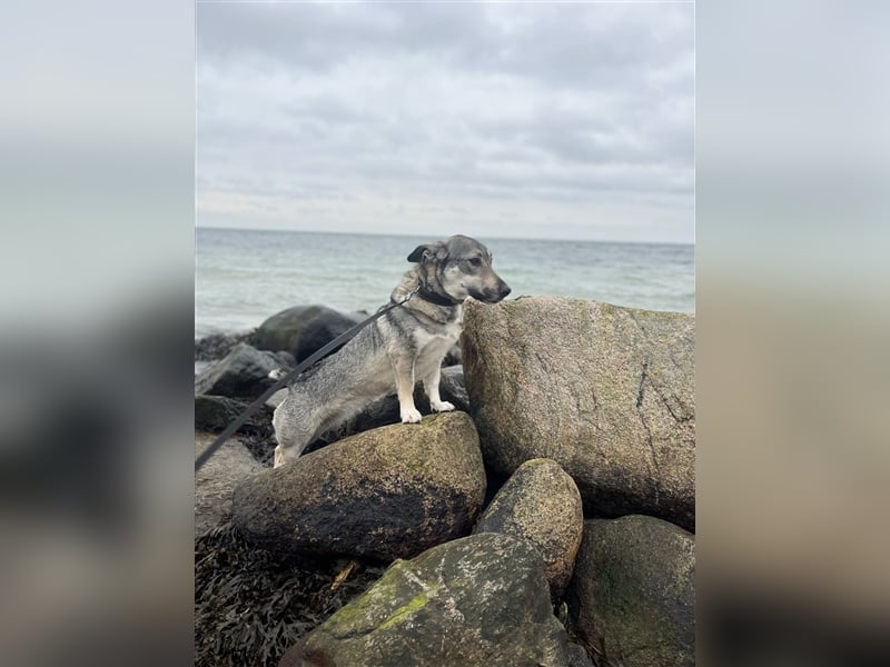 Kleine Svea sucht neues Zuhause