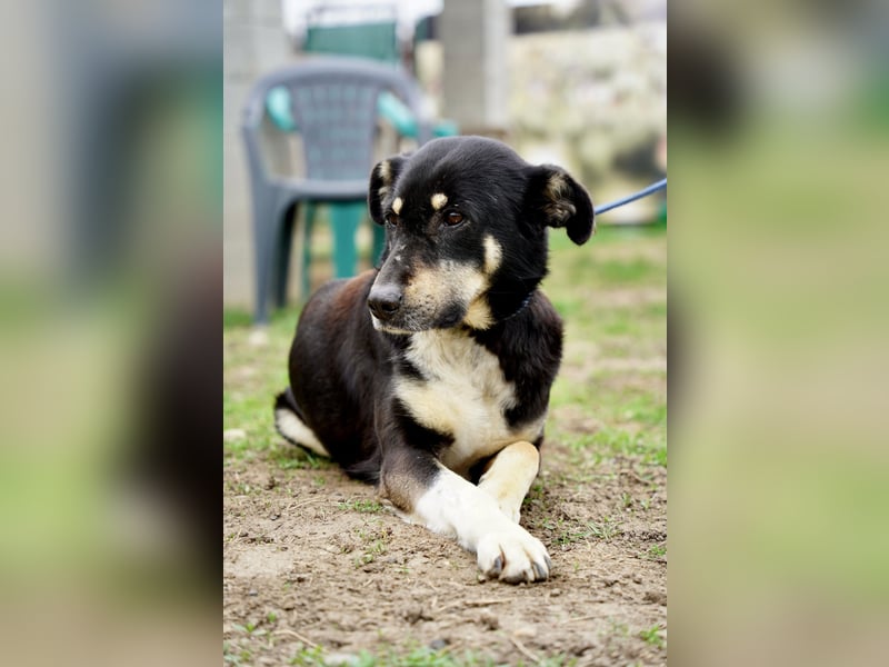Ruhige Sadie sucht ihre Menschen
