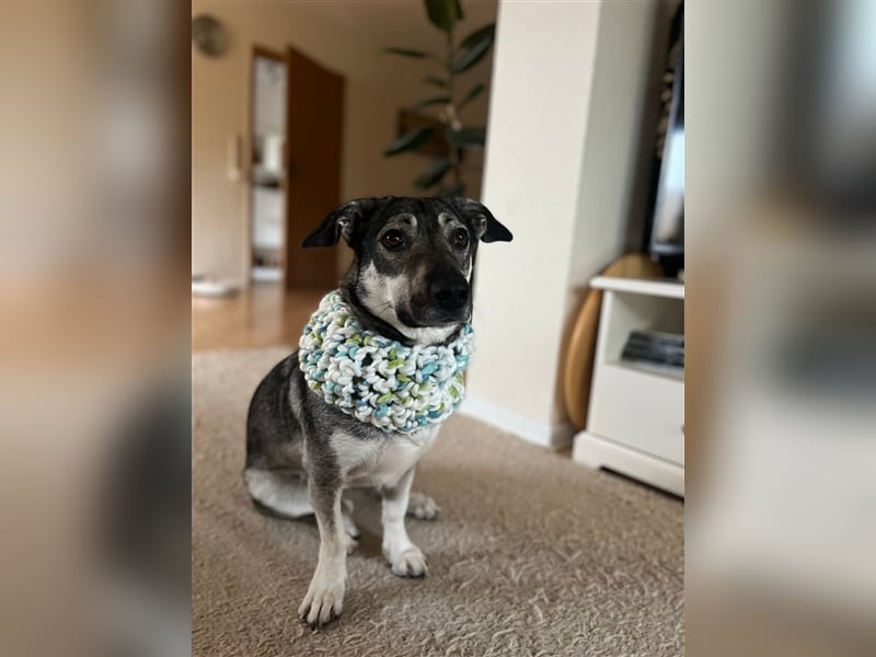 Kleine Svea sucht neues Zuhause