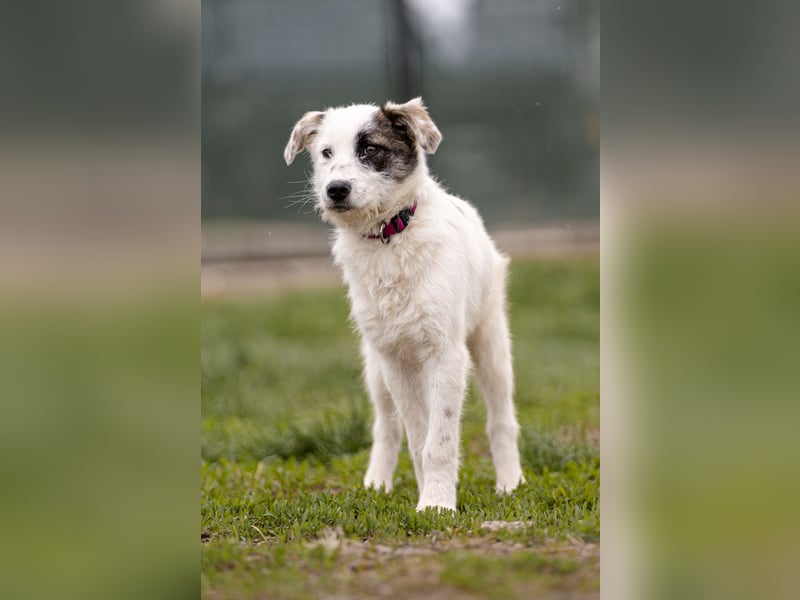 Kleine Milly sucht erfahrene Menschen