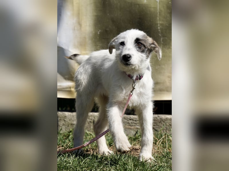 Kleine Milly sucht erfahrene Menschen