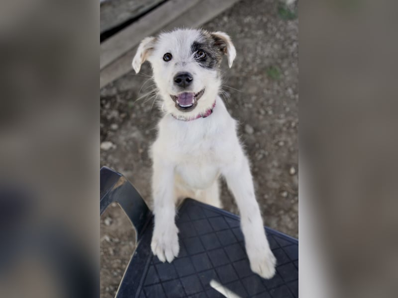 Kleine Milly sucht erfahrene Menschen